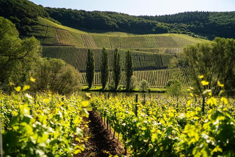 Apartment Weingut Claes Schmitt Erben Trittenheim