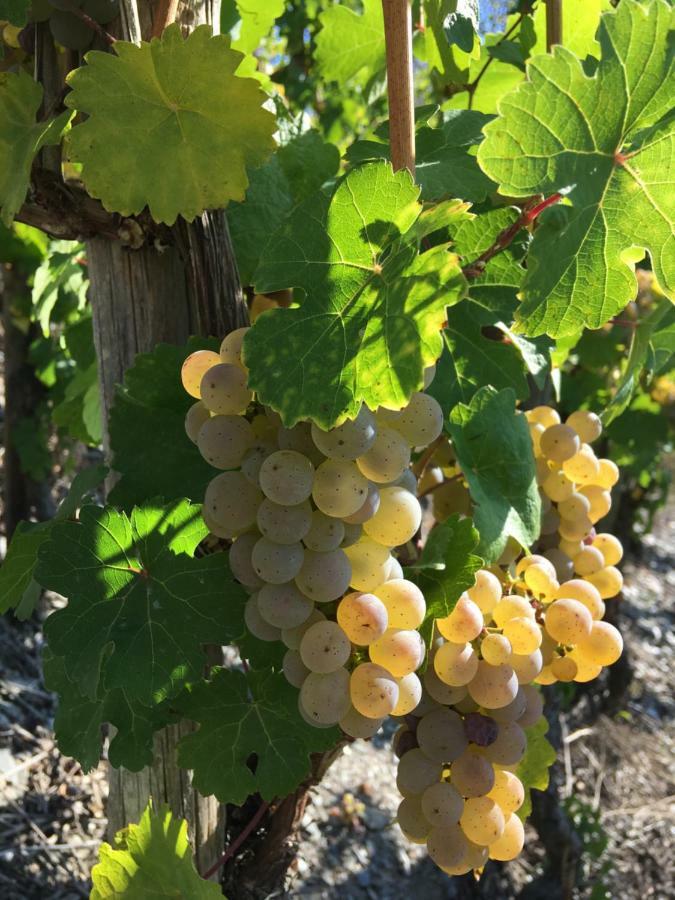 Weingut Claes Schmitt Erben *