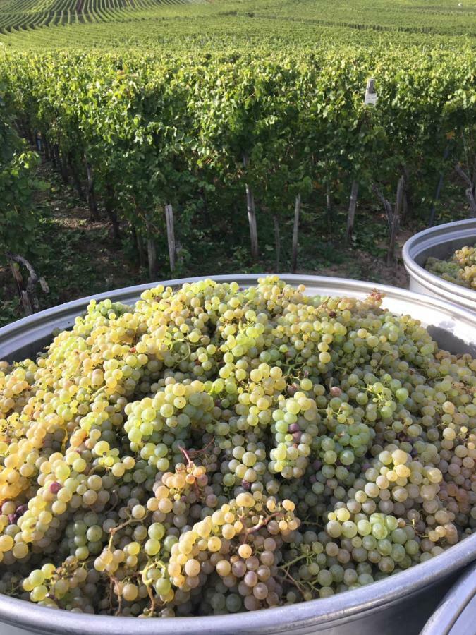 Weingut Claes Schmitt Erben * Trittenheim